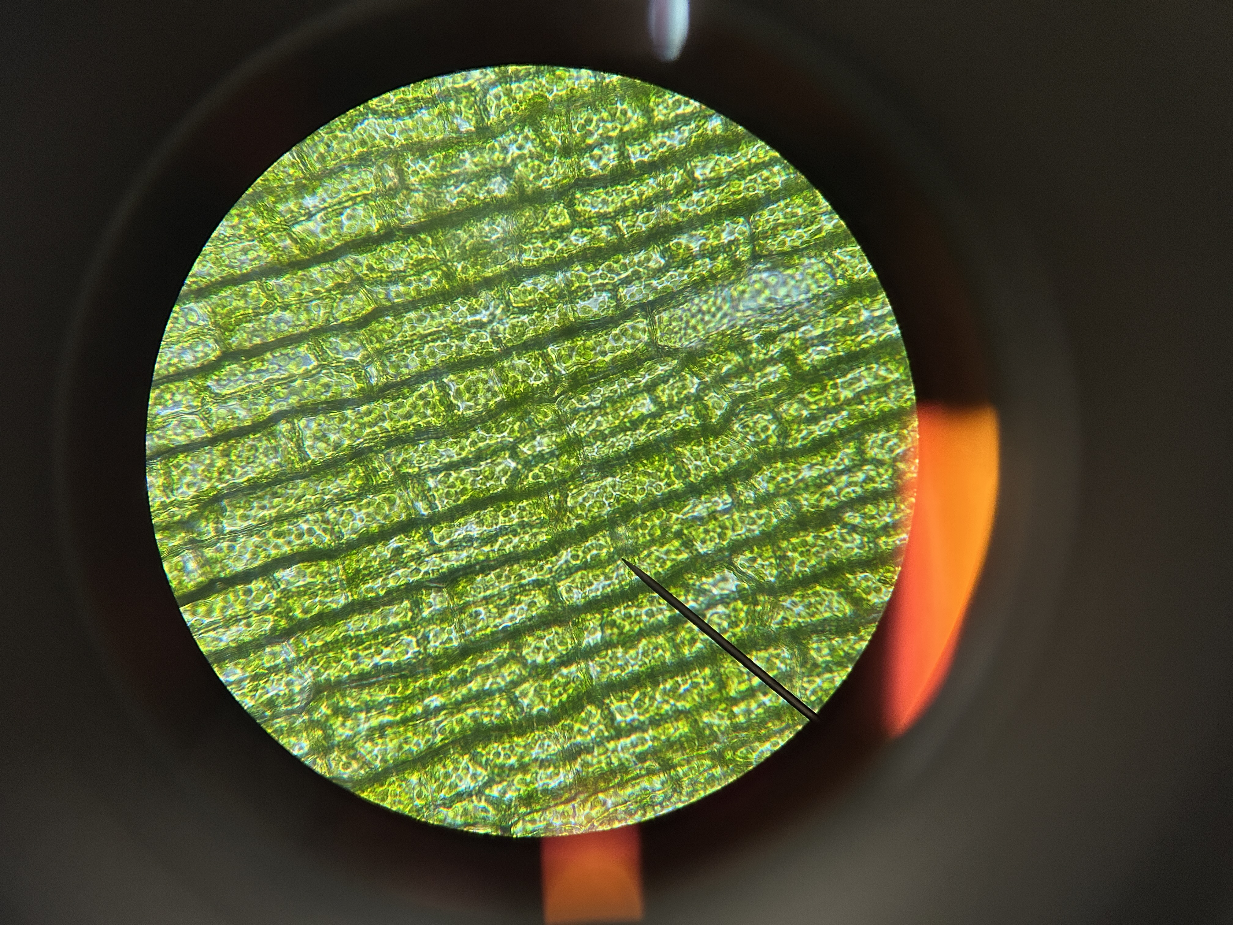 <p>Does this contain a Chromoplasts or Chloroplasts</p>