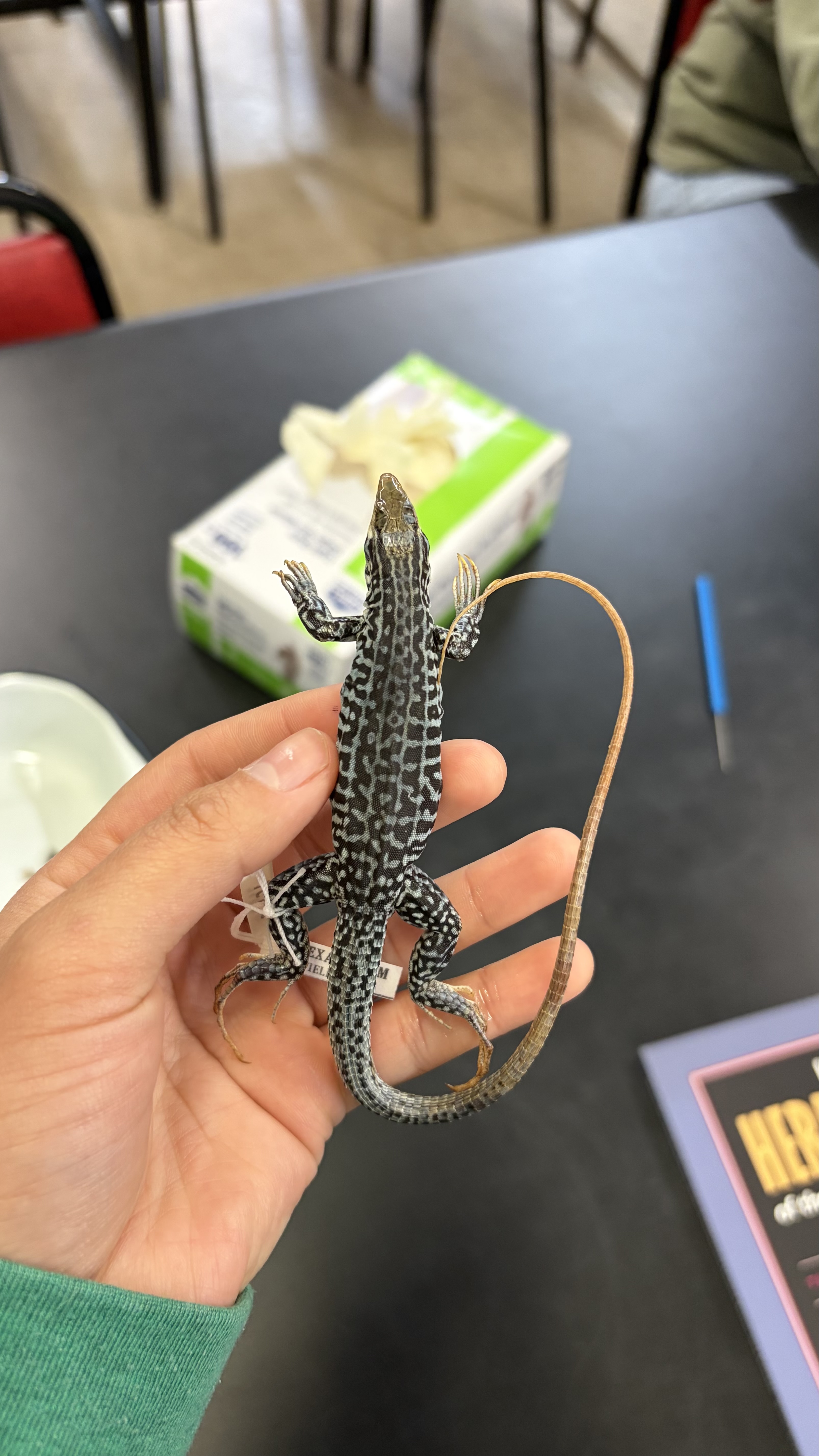 <ul><li><p>darker undertone with very light stripes going down back</p></li><li><p>has some dotting in between the lines BUT the lines connect into a blotching pattern on the sides </p></li></ul><p></p>