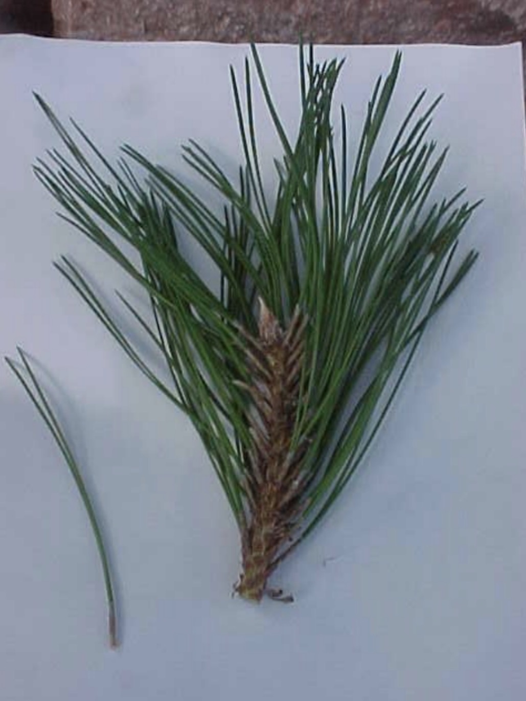 <p>What is this branch?</p>