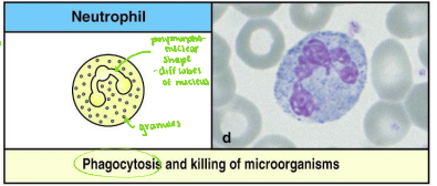 <p>——- undergo phagocytosis and kills microorganisms.</p>