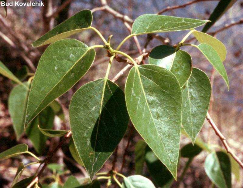 <p>Black cottonwood</p>