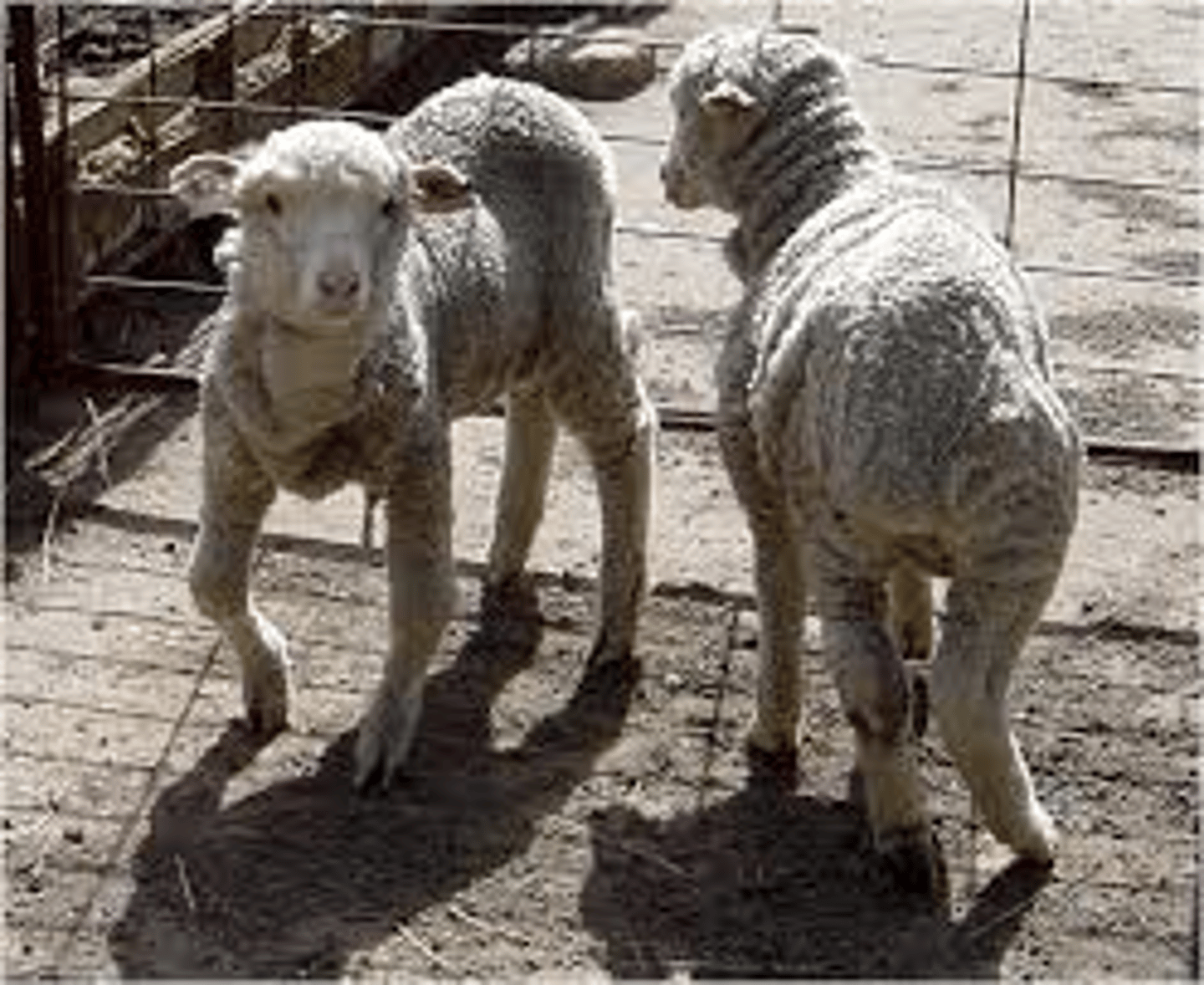<p>Breed affected: Texel sheep</p><p>Appearance: stunted growth & deformed legs</p><p>-recessive</p><p>Test: N/A</p>