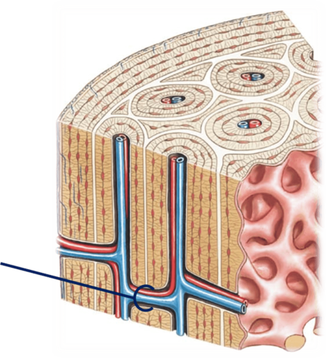 <p>Perpendicular to the central canal</p><p>connects neighboring cells</p><p>Carry blood vessels into bone and marrow</p>
