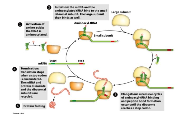 <ol><li><p>Activation of amino acid: amino acid attacks ATP → releases inorganic pyrophosphate (PPi) → forms aminoacyl-AMP. (this process is called adenylylation)</p></li><li><p>tRNA charging (transfer to tRNA): aminoacyl-AMP is transferred to 3’ CCA tail of tRNA forming aminoacyl-tRNA (charged tRNA).</p></li><li><p>Initiation: mRNA and aminoacylated-tRNA bind to the small subunit (FIRST), large subunit binds after (SECOND).</p></li><li><p>Elongation: successive cycles of aminoacyl-tRNA binding and peptide bond formation occur (until they reach the stop codon)</p></li><li><p>Termination: Stop codon is encountered and translation stops. mRNA and protein dissociate, the ribosomal subunits are recycled.</p></li><li><p>Protein folding (hydrophobic collapse).</p></li></ol><p></p>