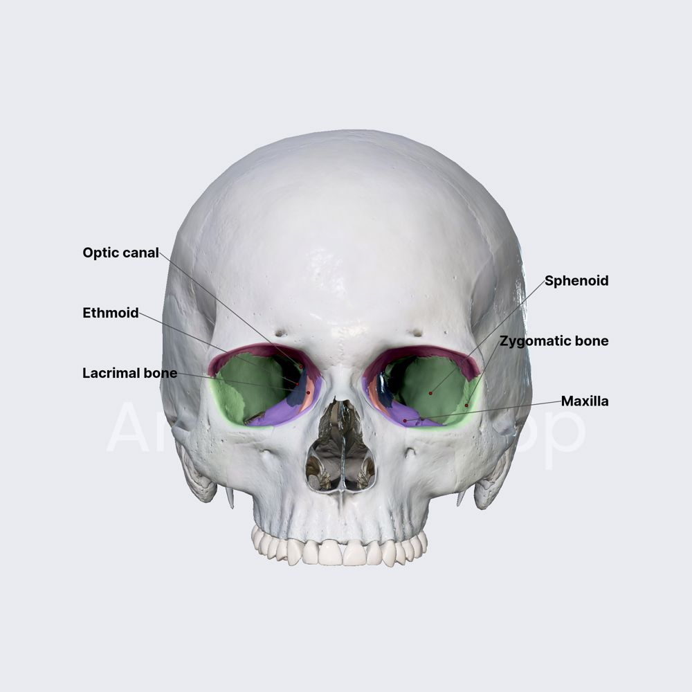 <p>Paranasal cavities</p>