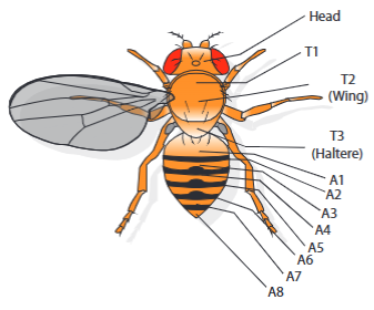 <p>It was found that dominant mutations in BX-C tended to change segment identity to the next most posterior segment and recessive mutations acted in the opposite way. <br>Thus bithoraxoid allele (bxd) changes the first abdominal segment (A1), to a third thoracic segment (T3)- giving a fly with 4 pairs of legs.</p><p>bithorax (bx) gene variant changes the anterior part of T3 to T2, and postbithorax (pbx) changes the posterior part of T3 to that of T2, giving a fly with four wings</p>