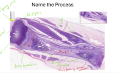 <p>name the process</p>