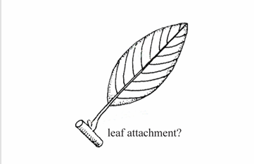 <p>Refers to a specific type of leaf attachment described as spadate.</p>