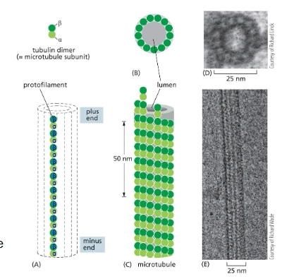 <p>Tubulin - long, stiff hollow tubes</p><p>Subunit = two closely related globular proteins</p><ul><li><p>alpha-tubulin and beta-tubulin that both bind to GTP and to each other to form a polar <u>tubulin heterodimer</u></p></li></ul><p>13 protofilaments per tube. ← all <em>non</em>covalent bonding</p>