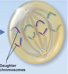 <p>Phase of mitosis in which the chromosomes separate and move to opposite ends of the cell</p>