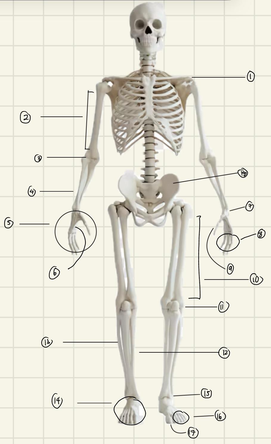 <p>Label the Regions of Anterior Appendicular</p>