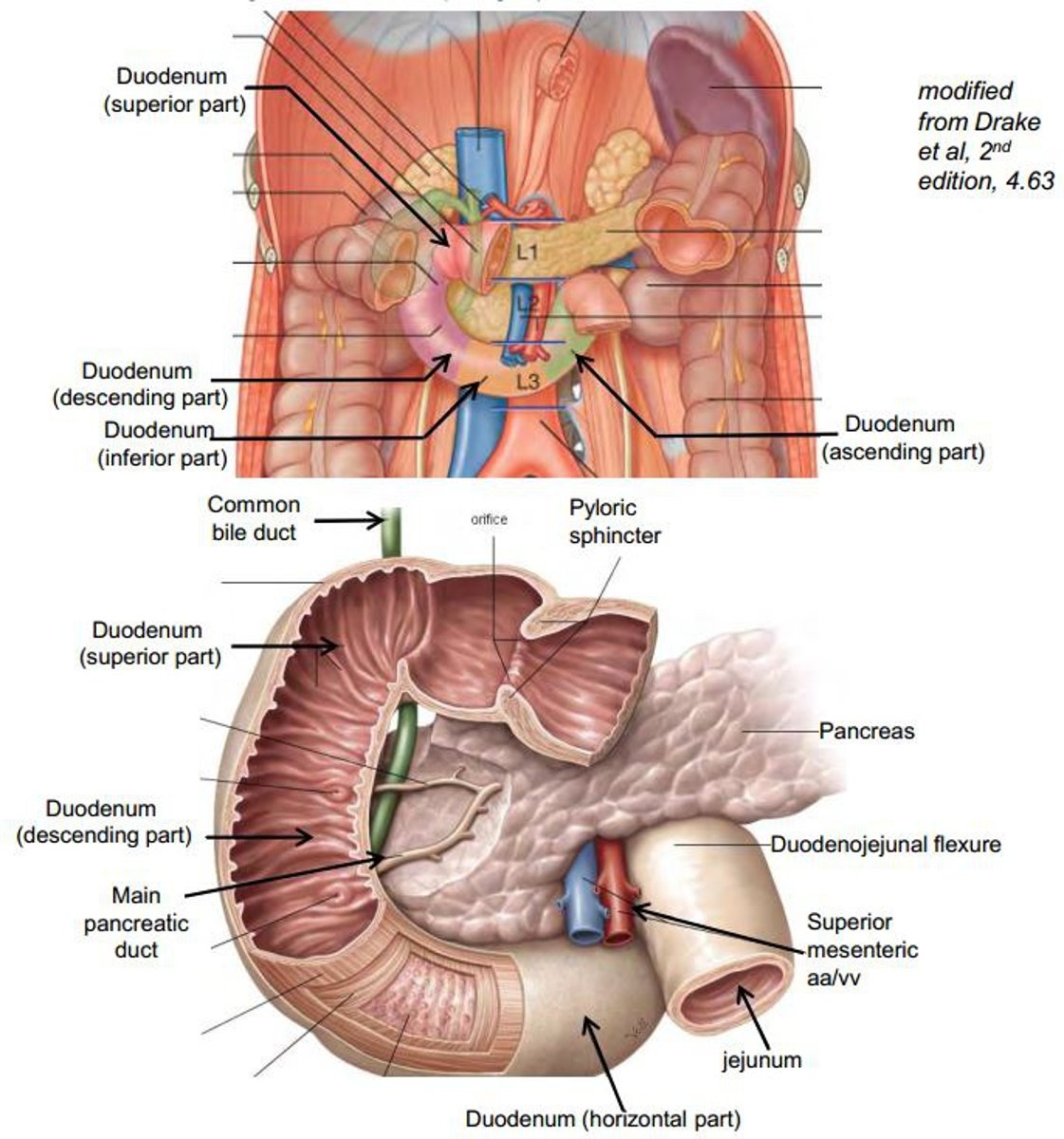 <p>10"-12" (inches)</p><p>mostly retroperitoneal</p><p>C-shaped organ</p><p>small: made up of 4 parts</p><p>- superior</p><p>- descending</p><p>- horizontal</p><p>- ascending</p>