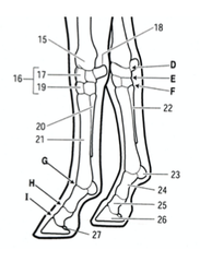 <p>Coffin joint or Distal Interphalangeal joint</p>
