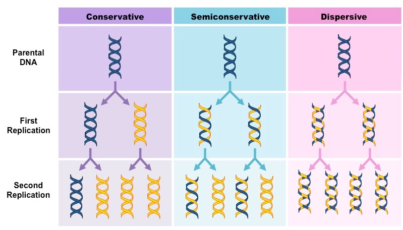 <p>A model of DNA replication in which each daughter DNA double helix contains one original parental strand and one newly synthesized strand.</p>