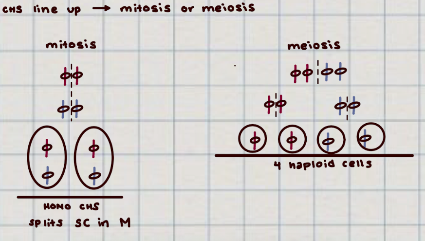 <p>the CHS order line up </p>