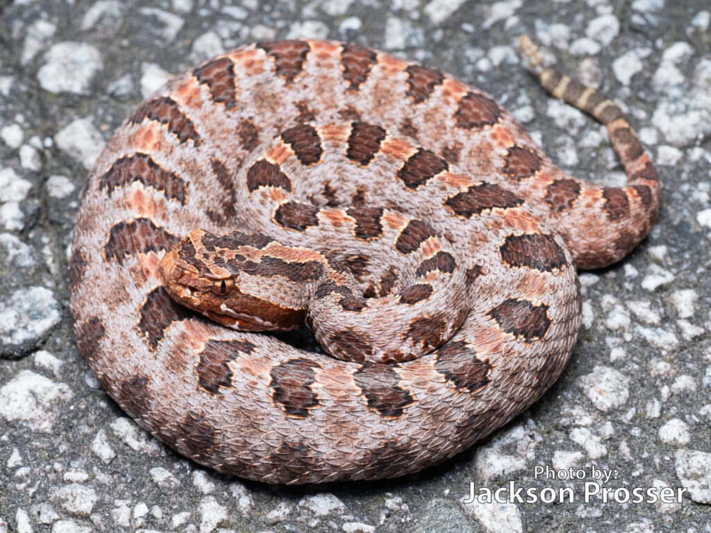 <p>Family Viperidae. Found in the Ozark plaateau</p>
