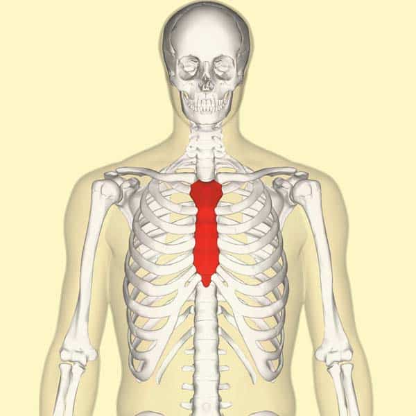 <p>What shape is the sternum?</p>