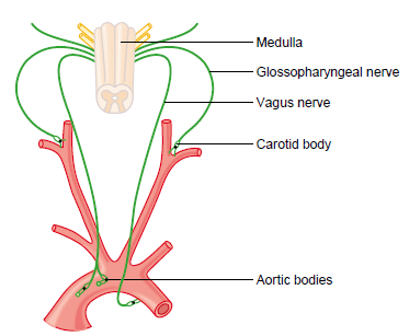 <p>What do peripheral chemoreceptors monitor?</p>
