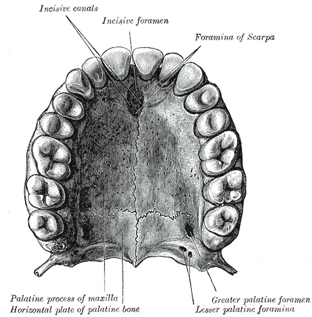<p>(combination of maxillary bones &amp; palatine bones) </p>
