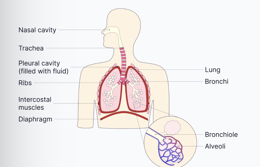 <p>Lungs - pair of lobed structures made up of a series of highly branched tubules- called bronchioles which end up in tiny air sacs called alveoli</p><p>Trachea- flexible airway supported by rings of cartilage- which prevents the trachea from collapsing in on itself when breathing in </p><p>Bronchi - two divisions of the trachea, each leading to one lung. They are similar to trachea structure and also produce mucus to trap dirt particles and cilia that move it towards the throat </p><p>Bronchioles - series of Branching subdivisions of the bronchi. </p><p>Alveoli- minute air-sacs at the end of the bronchioles where gas exchange occurs </p>