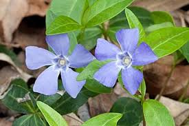 <p><strong>(<em>Vinca minor</em>)</strong> – Low evergreen vine with glossy leaves and blue-purple flowers. Shaded groundcover. <strong>Autotroph; spreads vegetatively.</strong><br><strong>Uses:</strong> Ornamental; mildly toxic.</p>