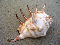<p>vỏ sò</p>