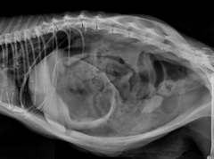 <p>1 year old DSH that was HBC presenting with marked abdominal distension what is the radiographic finding?</p>