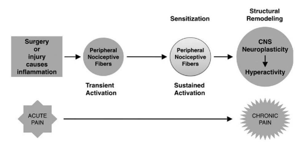 <ul><li><p>Following injury, changes in nociceptive signaling system can occur</p></li></ul><div data-type="horizontalRule"><hr></div><ul><li><p>on at wrong times, and too on/active at right times </p></li><li><p></p></li></ul><p></p>