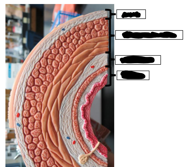 <p>Label this image from top to bottom.</p>