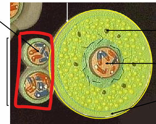 <p>name the cell</p>