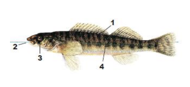 <p>1) slender, elongate body</p><p>2) blunt snout</p><p>3) 9-10 horizontally oblong black blotches along side</p><p>4) black X’s and W’s on back and upper sides</p>