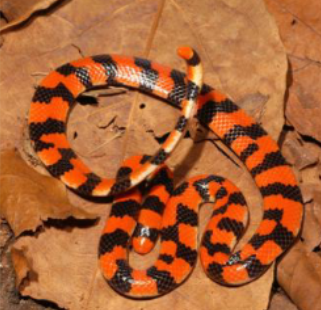 <p>Characteristics of Aniliidae (3)</p>