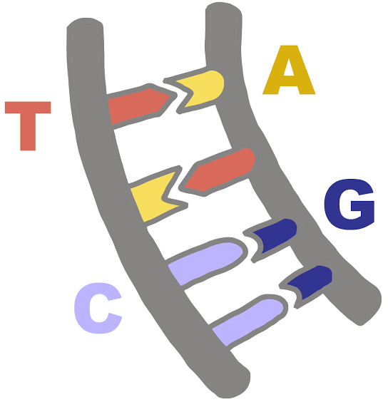 <p>Base pairs (A-T and G-C)</p>