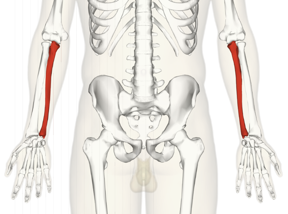 <p><span style="background-color: transparent; font-family: "EB Garamond", serif;"><span>the inner and larger bone of the forearm, located on the side of the little finger and attached to the wrist</span></span></p>