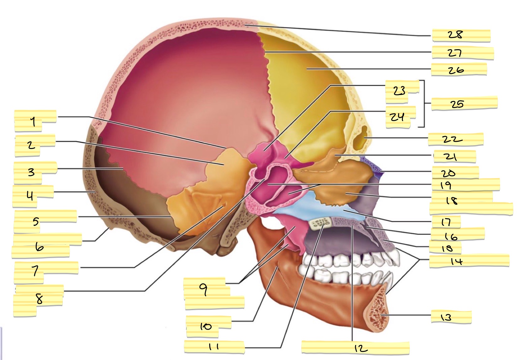 <p>21</p>