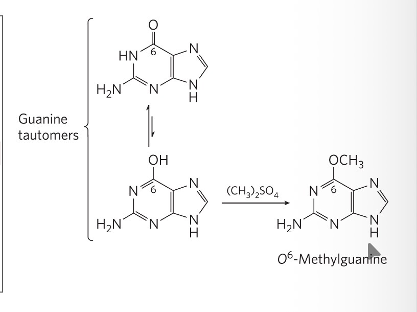 <p><span>can methylate guanine to <em>O</em>6-methyl-guanine, which cannot base-pair with cytosine</span></p>