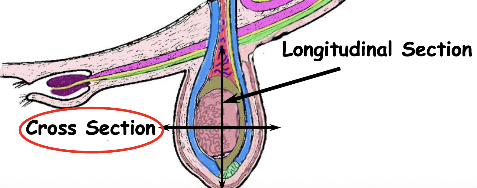 <ul><li><p>Thermosensor</p></li><li><p>Dark pink</p></li><li><p>Radiator (expands surface area when warm + wrinkles together when cold)</p></li><li><p>Protective</p></li><li><p>Is made of stratified squamous cells to protect from lacerations and blunt force</p></li></ul><p></p>