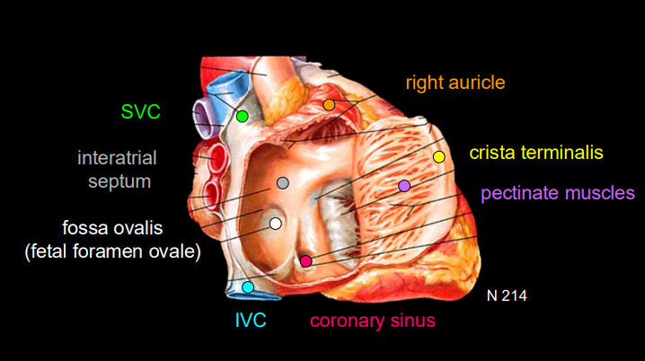 <p><span style="background-color: transparent; font-family: "Times New Roman", serif;"><strong>Sinuatrial (SA) Node:</strong></span></p><ul><li><p><span style="background-color: transparent; font-family: "Times New Roman", serif;"><strong>Location:</strong> Superior end of the crista terminalis, near the SVC/Right Atrium junction.</span></p></li><li><p><span style="background-color: transparent; font-family: "Times New Roman", serif;"><strong>Supply:</strong> SA nodal artery, arising from the <strong>RCA (60%)</strong> or LCA/LCX (40%).</span></p></li></ul><p></p>