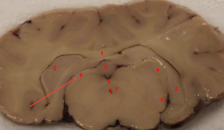 <p>what is this </p>