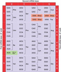 <p>The sequence of nucleotides in DNA or RNA that determines the specific amino acid sequence in the synthesis of proteins. It is the biochemical basis of heredity and nearly universal in all organisms.</p>