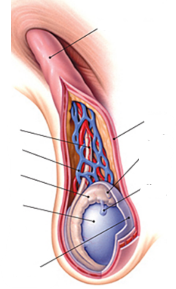 <p>red viney part</p>