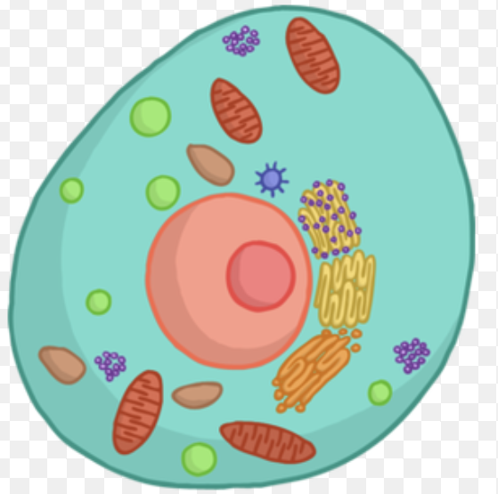 <p>What is this a picture of?</p>