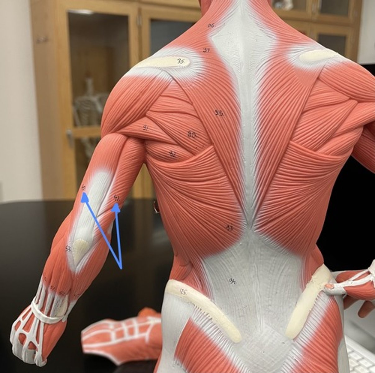 <p>triceps brachii</p><p>origin:</p><p>insertion:</p><p>action:</p>