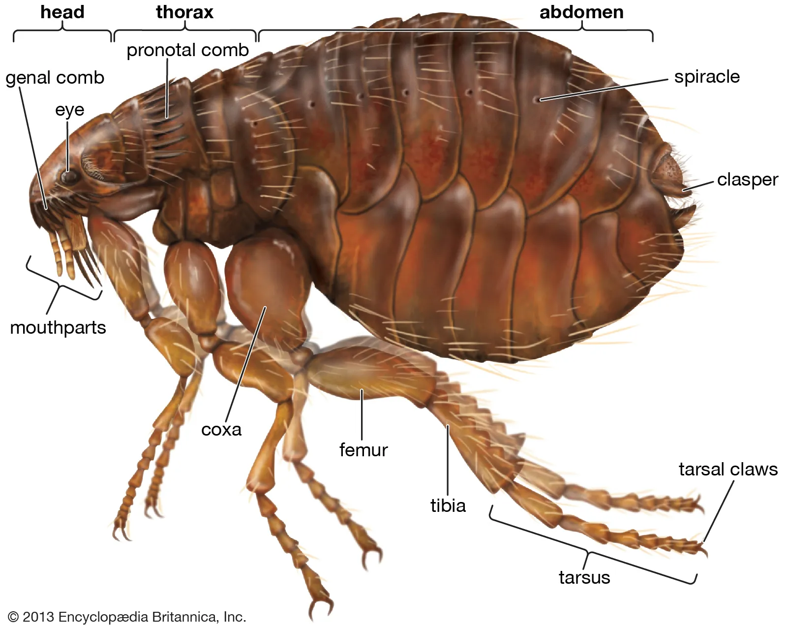 <p>Flea Morphology</p>
