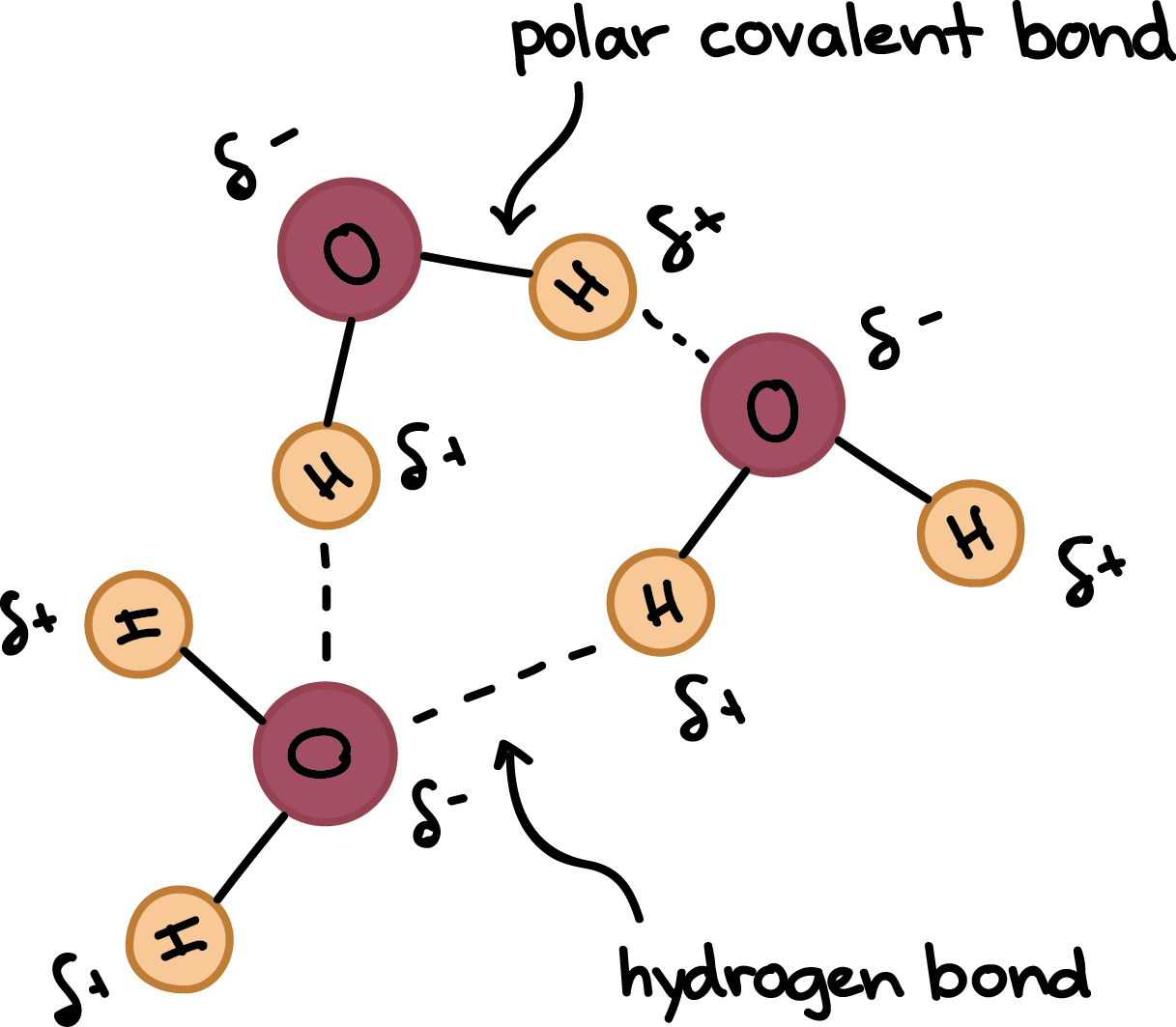 <p>Within the molecule. Specifically, they are the bonds that form between the central oxygen atom and each of the two hydrogen atoms</p>