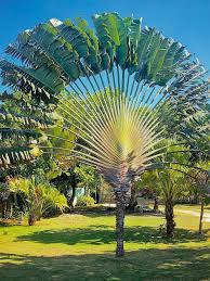 <p>Native to Madagascar and widely cultivated in tropical regions including the Philippines; conservation status: not endangered. Most easily identified by its massive fan-shaped arrangement of large paddle-like leaves aligned in a single plane, creating a striking “giant fan” silhouette often mistaken for a palm but actually a bird-of-paradise relative.</p><p>A large evergreen monocot typically growing 7–20 meters tall with a broad, fan-like crown spreading about 5–10 meters wide. Trunk is 0.3–0.8 meters in diameter, upright and unbranched, with leaf scars forming a rough surface. It has a fibrous root system with no taproot and strong anchoring lateral roots. It does not branch; new leaves emerge from a central growing point arranged in a strict two-row fan pattern. Leaves are very large (2–4 meters long), paddle-shaped, with a strong midrib and parallel venation. Flowers are white to bluish and arise in large bracted inflorescences at the base of the leaf fan. Fruits are woody capsules containing blue seeds with a fleshy aril, dispersed by animals.</p><p>Widely used as a dramatic architectural specimen plant in parks, resorts, and tropical gardens due to its strong geometric form and sculptural presence. No significant toxicity reported. In landscape applications, it is best suited for spacious open landscapes where its full fan spread can be appreciated; it requires wide clearance from structures and pathways due to leaf size and shedding, making it ideal as a focal or feature plant rather than a functional shade tree.</p>