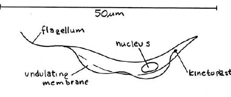 <p>Excavata (Flagellates)</p>
