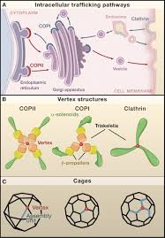 <p>COPII → forward </p><p>COPI → return</p>