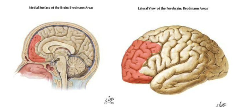 <p>Much of the remainder of the frontal lobe (prefrontal lobe) classified as multimodal associational with a diverse cognitive functions</p><ul><li><p>Judgment, foresight, a sense of purpose, responsibility, and social propriety.</p></li><li><p>Contains ~25 percent of the entire cortex of the human brain (primary broadmann areas 9-12)</p></li></ul><p></p>