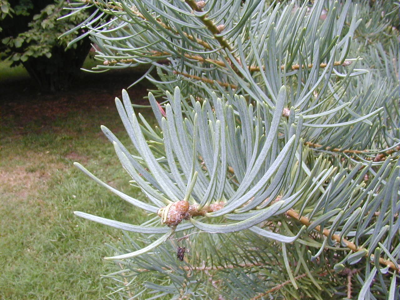 <p>scientific name</p>